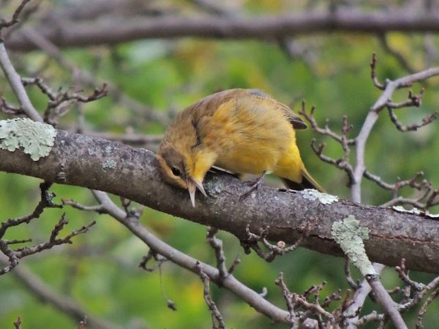 A talk about warbler watching this fall