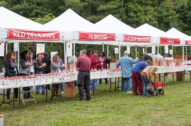 Mill Neck Apple Festival drew thousands to L.I.