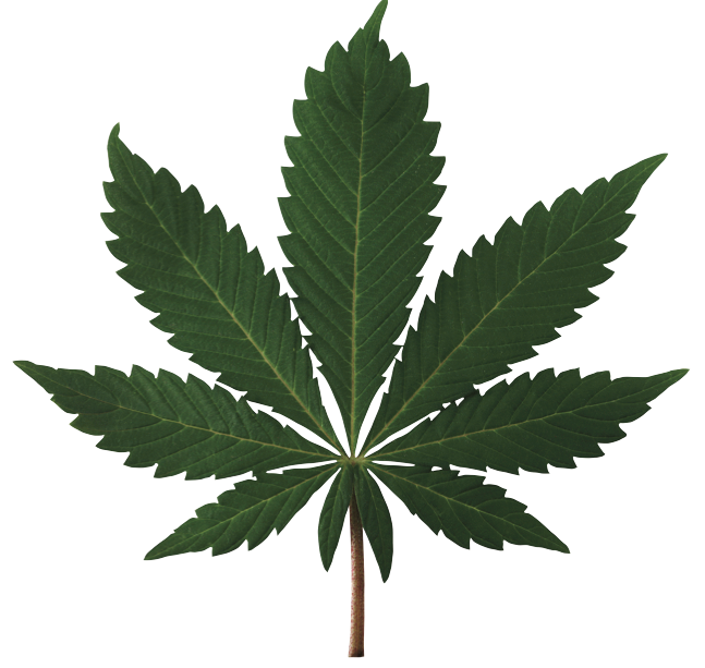 Editorial: End the marijuana madness, part II Editorial: End the marijuana madness, part II