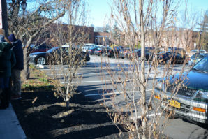 A tree dedicated to Arnold Swartz is one of two trees the club has planted right off the Maple Drive parking lot. (Photo by Janelle Clausen)