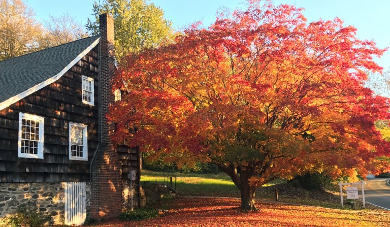 Local History Matters: An exquisite example of a Japanese Maple Local History Matters: An exquisite example of a Japanese Maple
