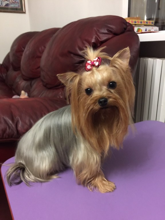 Yorkshire terrier that came with owner from Ukraine is missing