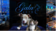 North Shore Animal League America hosts annual celebrity gala in NYC North Shore Animal League America hosts annual celebrity gala in NYC