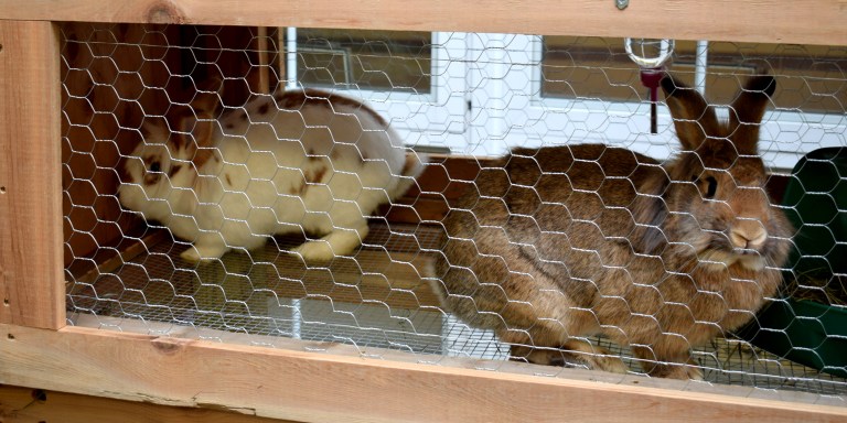 Two bunnies arrive at Sea Cliff School Two bunnies arrive at Sea Cliff School