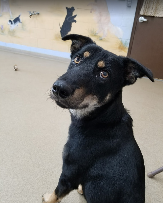 Animal shelter would get $777,262 worth of improvements with capital plan