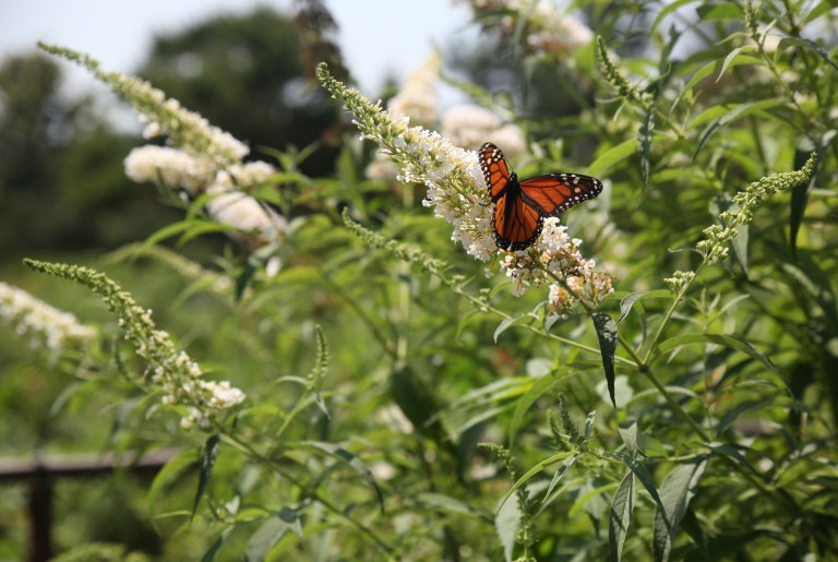 Town’s Clark Botanic Garden to receive renovations in 50th year