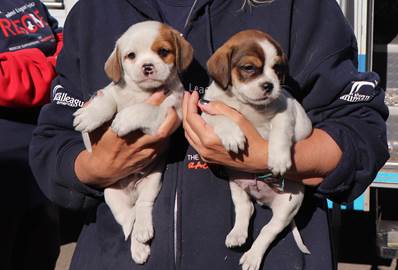 40 puppies arrive at North Shore Animal League America