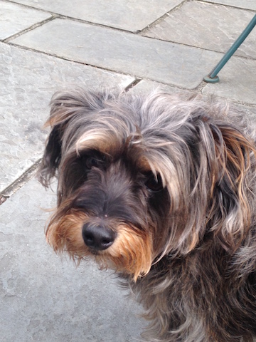 Readers Write: Don’t buy a pet dog bred from puppy mills