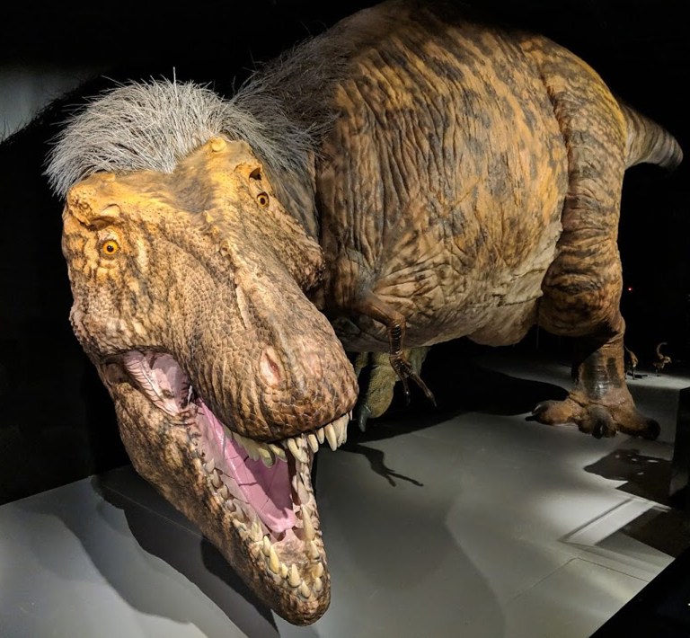 Going places: Come face to face with T Rex, the ultimate predator, at the American Museum of Natural History Going places: Come face to face with T Rex, the ultimate predator, at the American Museum of Natural History