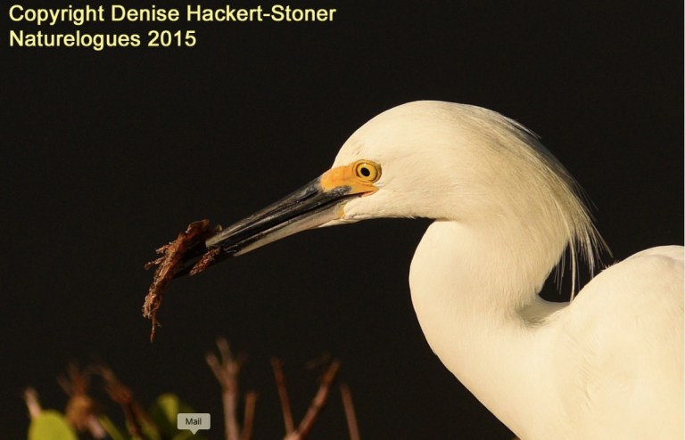 Birds of South Florida, topic of the next Audubon presentation