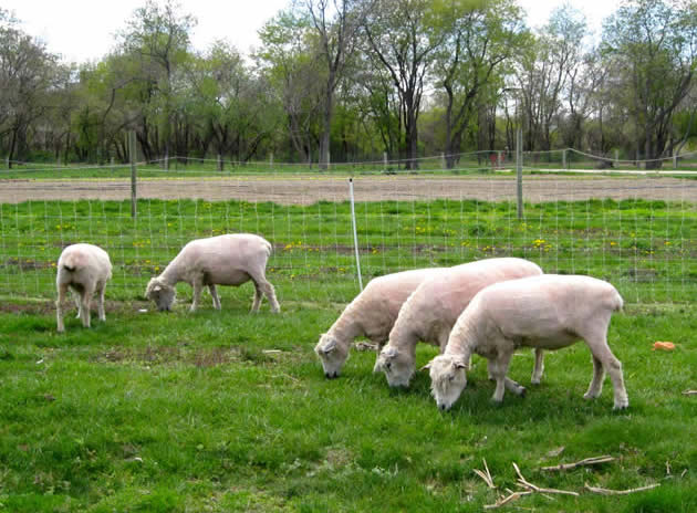 Fun family activities at the Queens Farm this spring