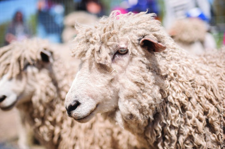 Sheep shearing festival at Queens Farm