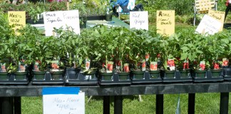 The plant sale at Clark Botanic Garden.