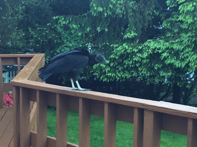 Readers Write: A black vulture descends on our yard