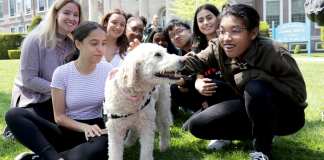 Students pet Barbie, a golden doodle therapy dog, on the North High front lawn after the conclusion of AP exams on May 8. (Photo courtesy of Great Neck Public Schools)