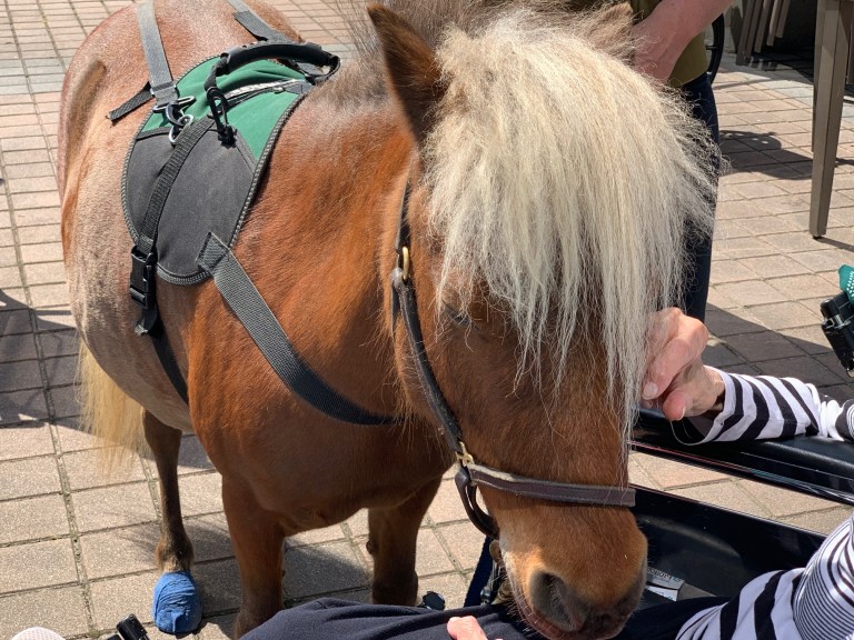 Horses visit Parker Jewish Institute