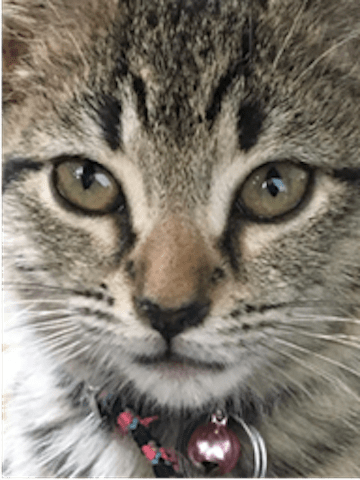 North Shore Animal League America waiving fees for feline adoptions North Shore Animal League America waiving fees for feline adoptions