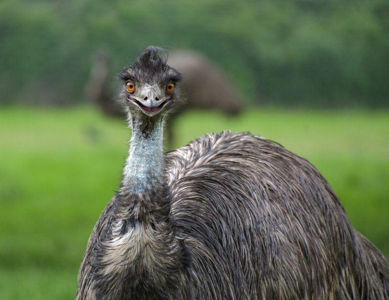 Center for Science Teaching & Learning holding a ‘Name our emus’ contest