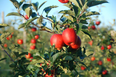 Find the tastes of fall at Long Island farms Find the tastes of fall at Long Island farms