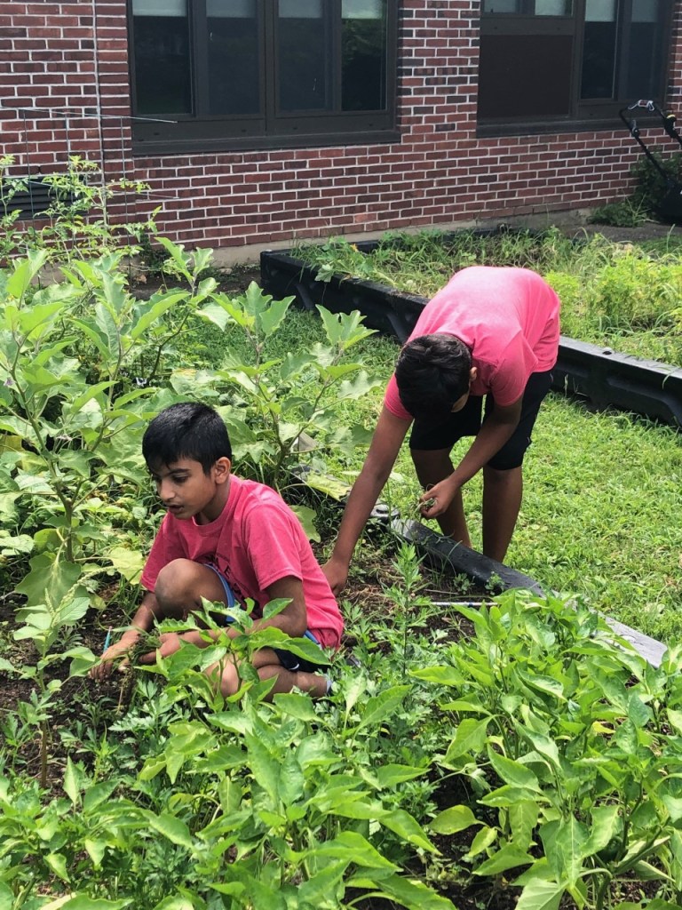 Garden grows at Denton