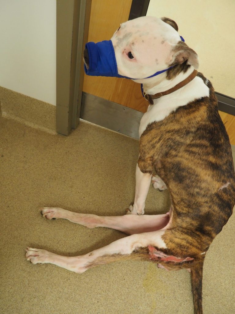 Glen Head father, daughter convicted of neglecting dog Glen Head father, daughter convicted of neglecting dog