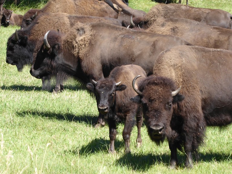 Going places: Badlands, Black Hills, Buffalos and Bikes