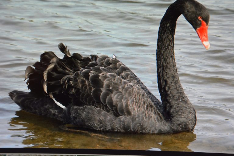 Our Town: The coronavirus as the ultimate ‘black swan event’