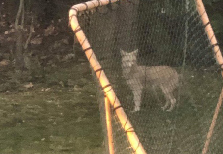 Coyotes spotted in East Hills, North Hills