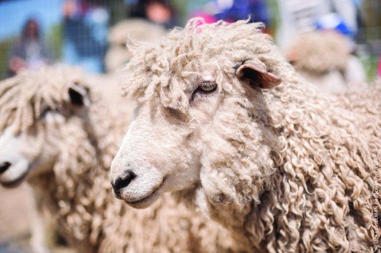 Sheep Shearing Festival at Queens Farm Sheep Shearing Festival at Queens Farm