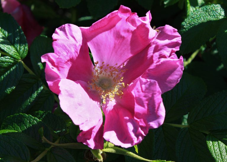 Readers Write: Mother’s Day 2020
