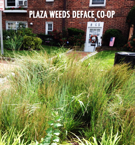 Readers Write:  Great Neck Plaza: a village in distress