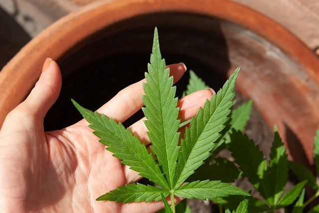 Emotion and Psychological Effects of CBD Emotion and Psychological Effects of CBD