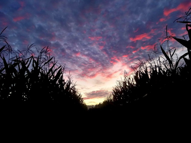 Maze By moonlight at Queens Farm Museum