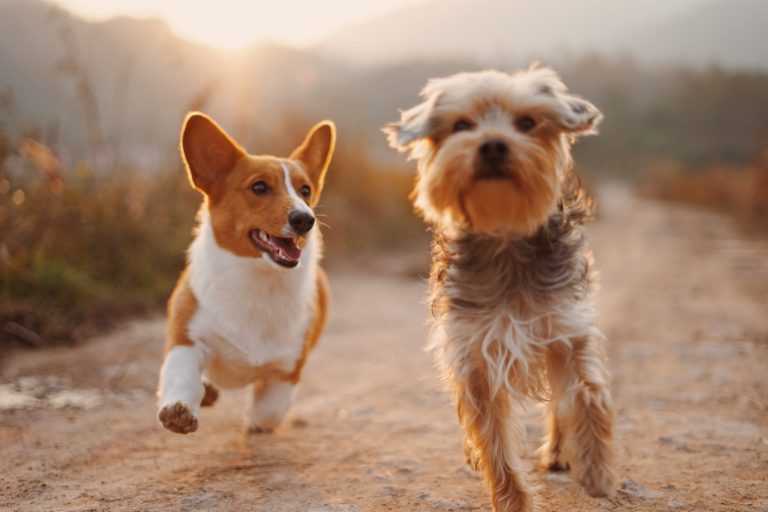 How to Keep Your Pet Fit and Healthy How to Keep Your Pet Fit and Healthy