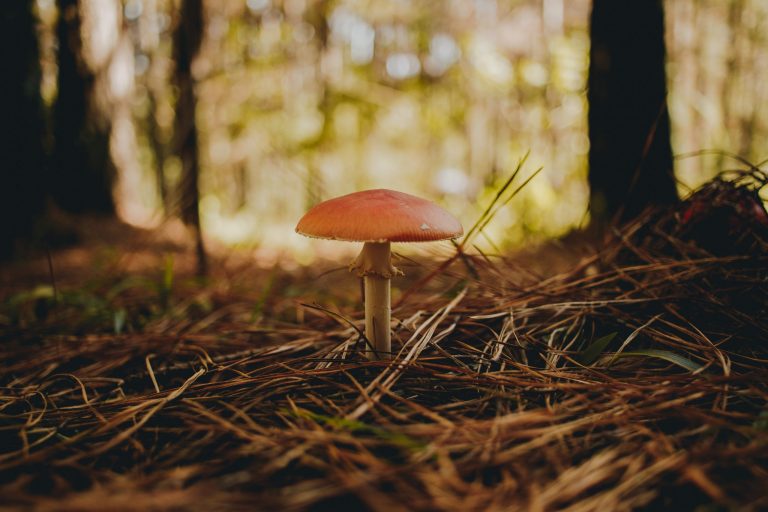 What You Should Know About Psilocybin