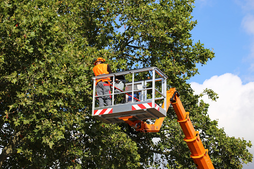 When Should Trees Be Trimmed or Cut Down?