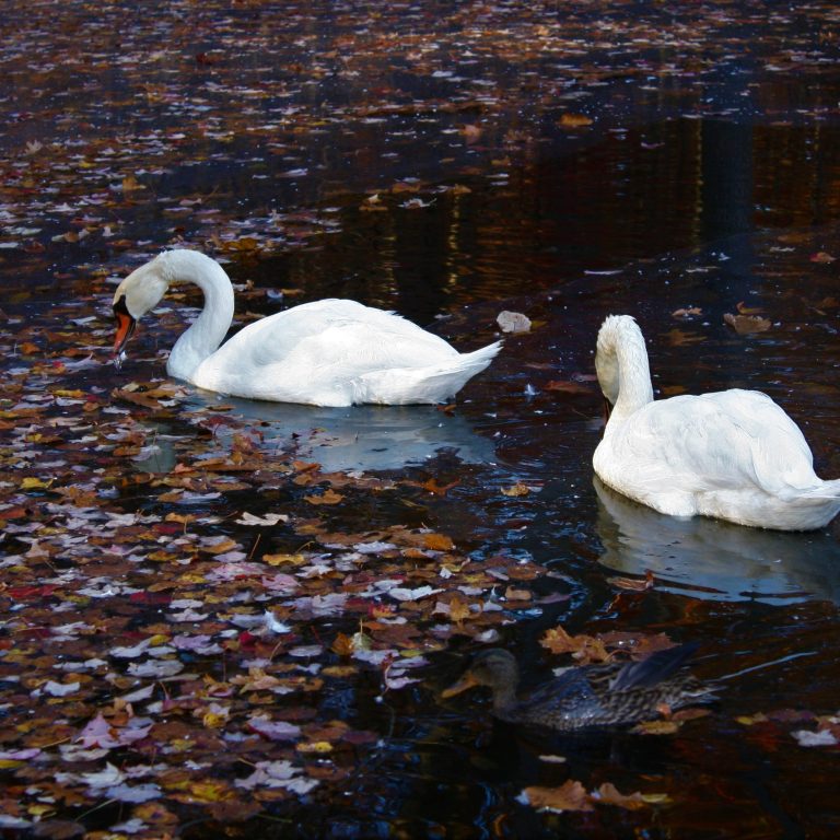 Readers Write: The Swans