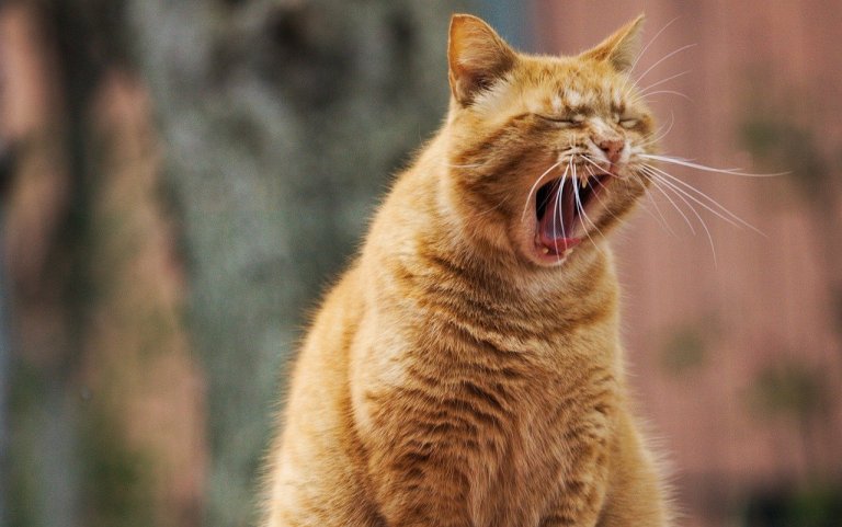 How Living with a Cat Affects Your Well-Being How Living with a Cat Affects Your Well-Being