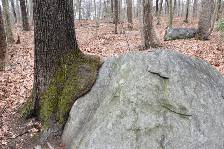 Our Town: Finding Thoreau in Sands Point Preserve