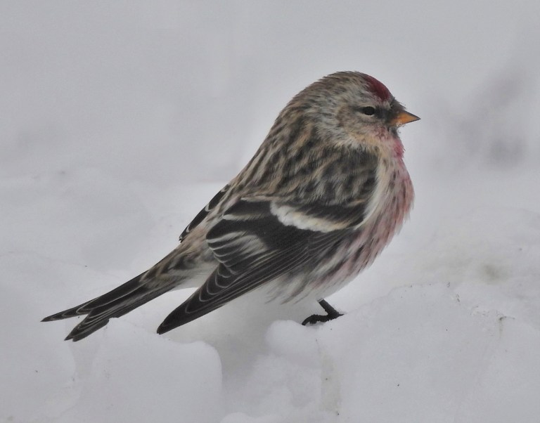 Earth Matters: Becoming a birder