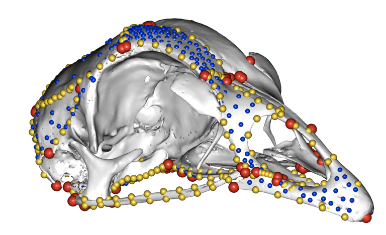 NYITCOM researcher wins NSF CAREER grant to improve understanding of cranial birth defects NYITCOM researcher wins NSF CAREER grant to improve understanding of cranial birth defects