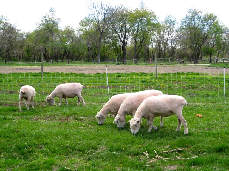 Sheep Shearing Special Admission Day Sheep Shearing Special Admission Day