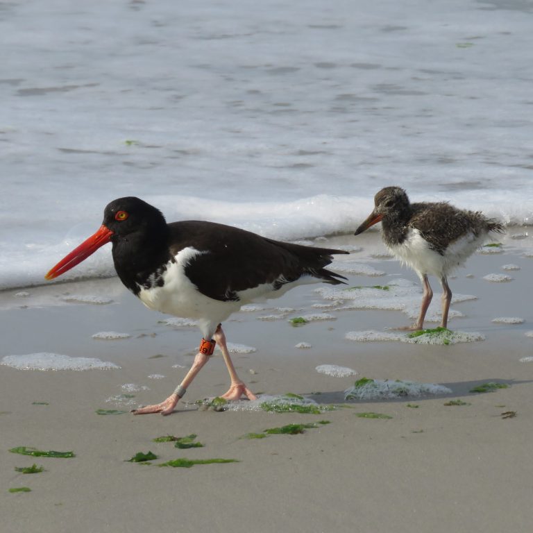 Earth Matters: Share the shore