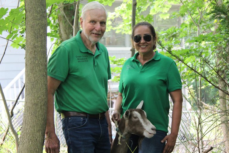 Visiting goats feast on poison ivy in North Hempstead