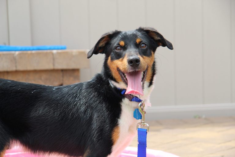 August marks birthday festivities for shelter dogs August marks birthday festivities for shelter dogs