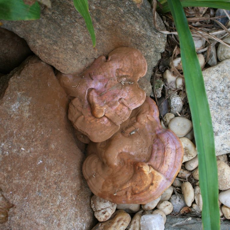 Readers Write: Looking for Mushrooms