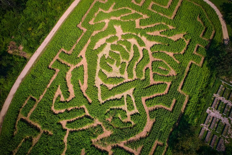 The Amazing Maize Maze