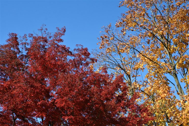 Readers Write: Trees