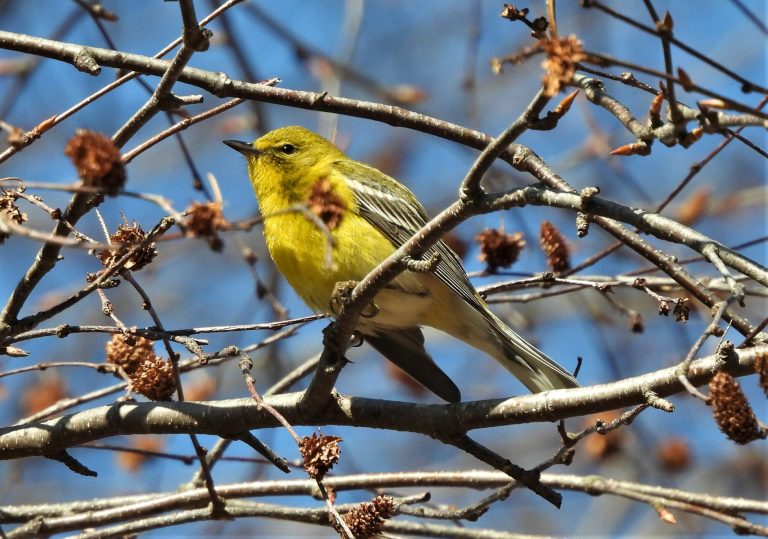 Earth Matters: Spring forward in a season of renewal