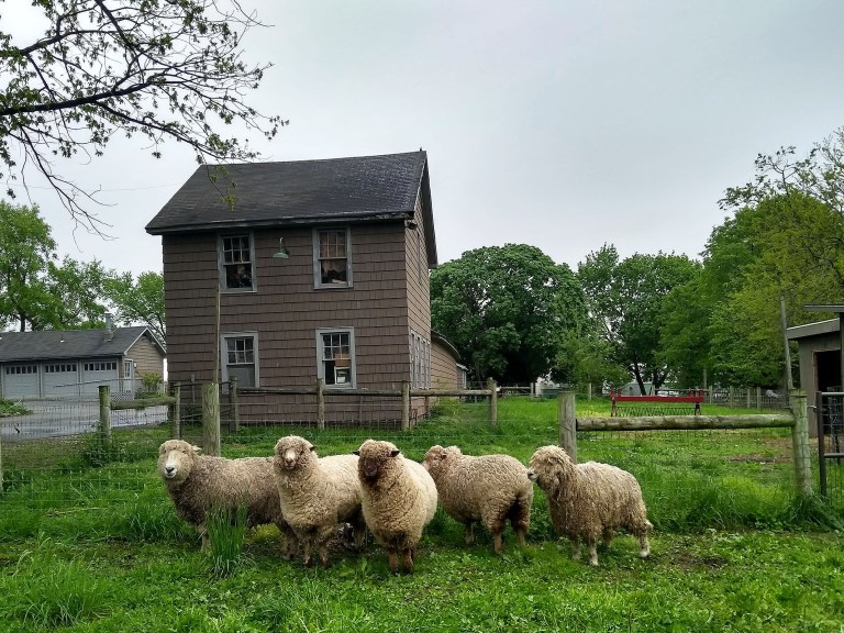 Sheep Shearing Festival